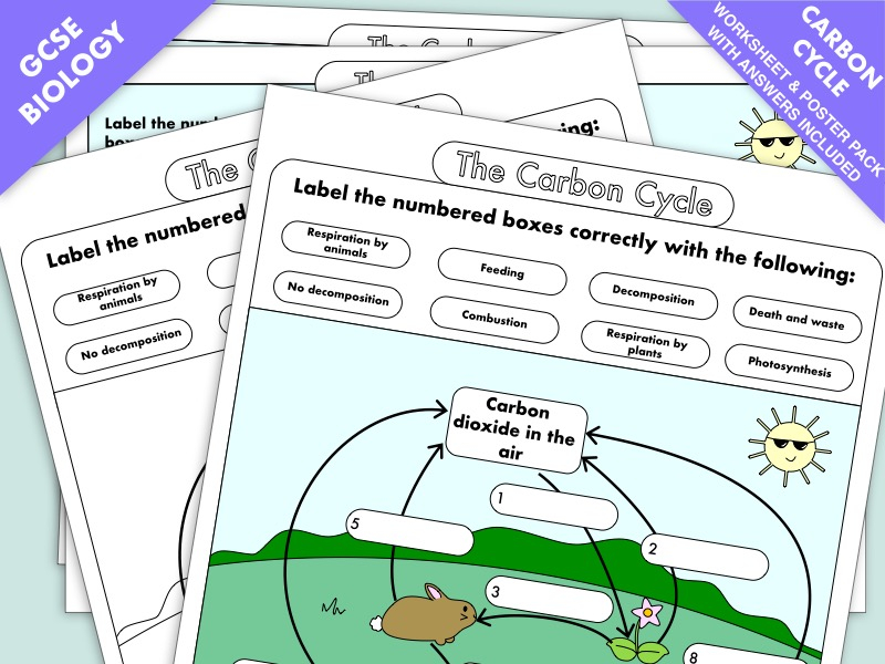 GCSE Biology Carbon Cycle Worksheets And A3 Wall Posters UPDATED 