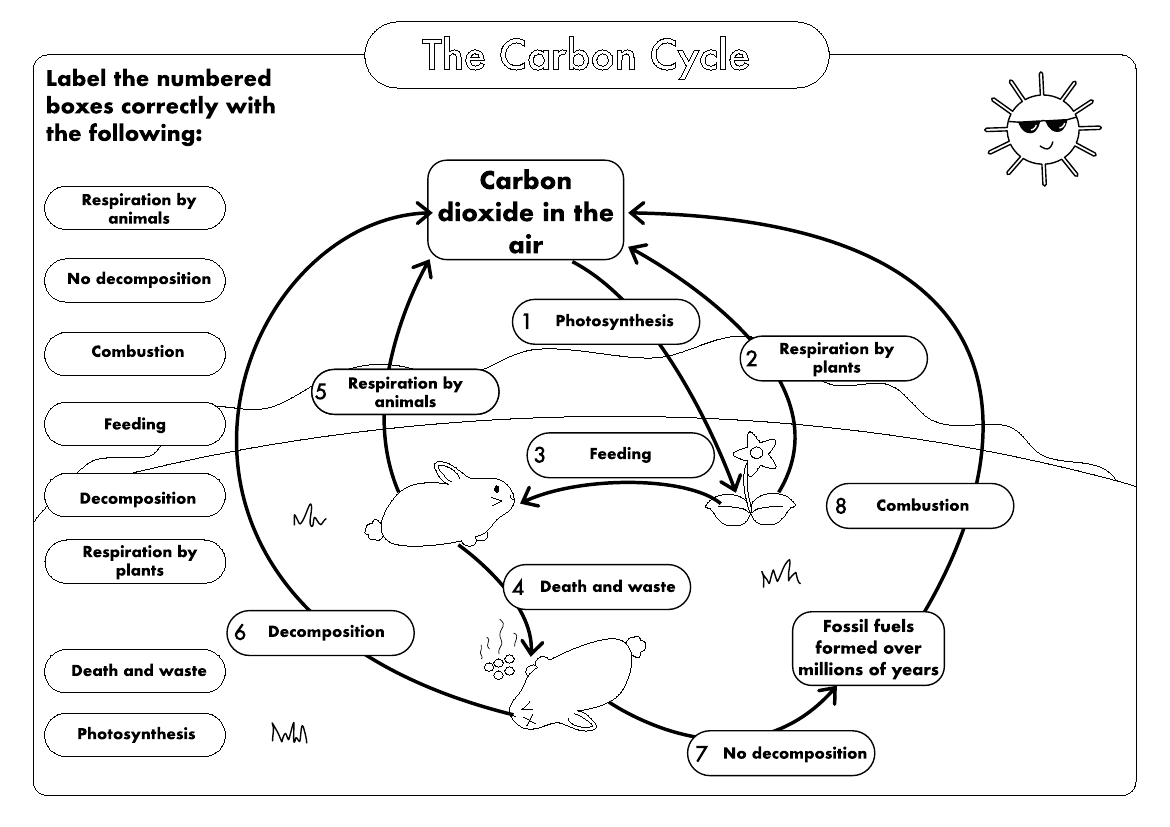 GCSE Biology Carbon Cycle Worksheets And A3 Wall Posters UPDATED 