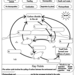 GCSE Biology Carbon Cycle Worksheets And A3 Wall Posters UPDATED