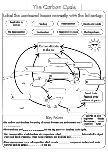 GCSE Biology Carbon Cycle Worksheets And A3 Wall Posters UPDATED 