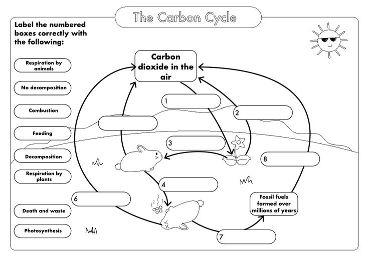 GCSE Biology Carbon Cycle Worksheets And A3 Wall Posters UPDATED 