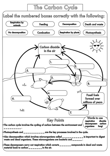 GCSE Carbon Cycle Worksheet Black And White pdf Carbon Cycle Biology