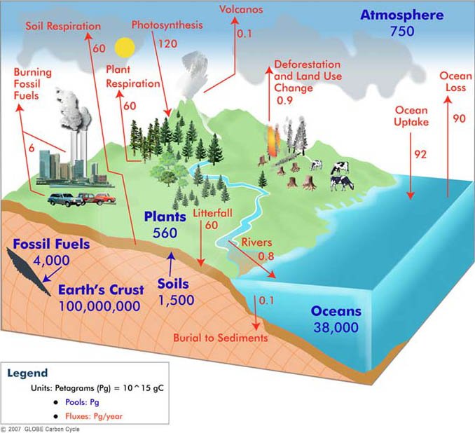 Globe Carbon Cycle