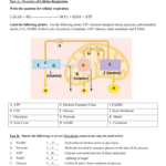 Glycolysis And Krebs Cycle Venn Diagram Arocreative