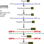 Glycolysis And The Krebs Cycle Free Worksheets Samples