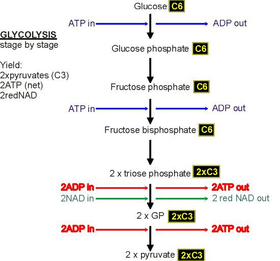 Glycolysis And The Krebs Cycle Free Worksheets Samples