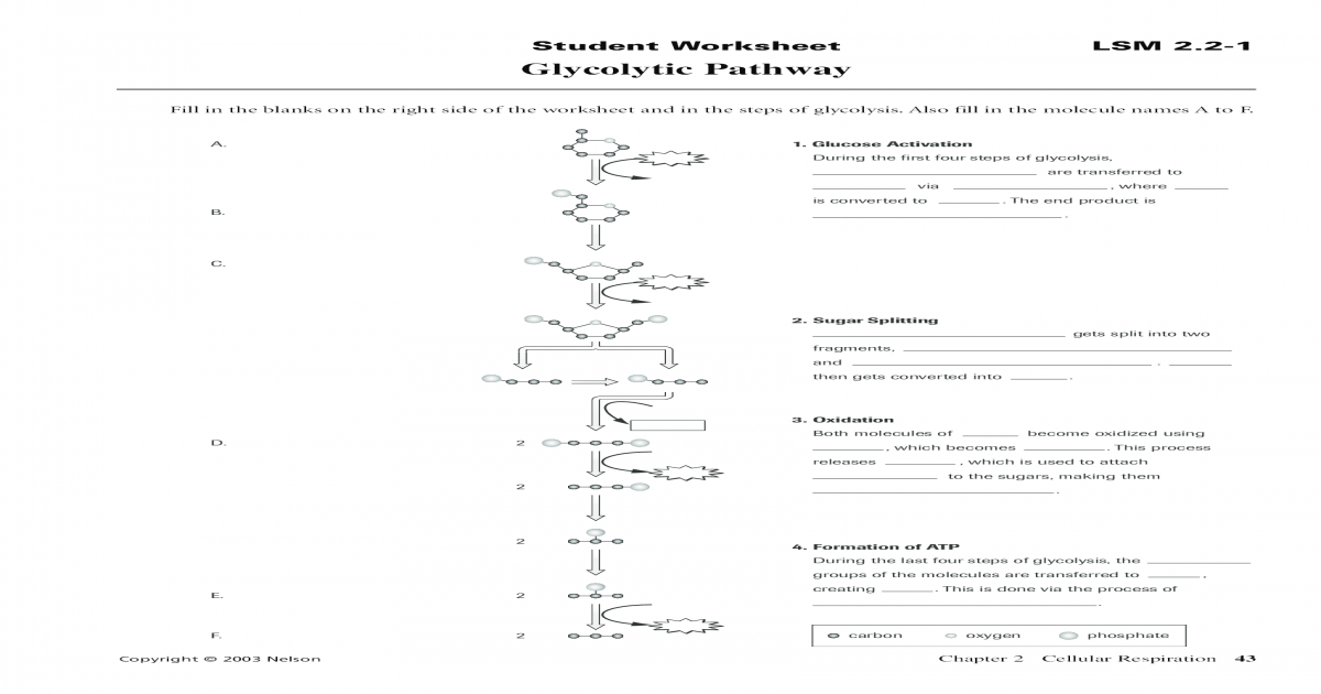 Glycolysis Worksheet Free Worksheets Samples