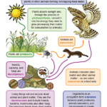 Grade 6 8 Cycles Of Matter And Energy Transfer In Ecosystems Food