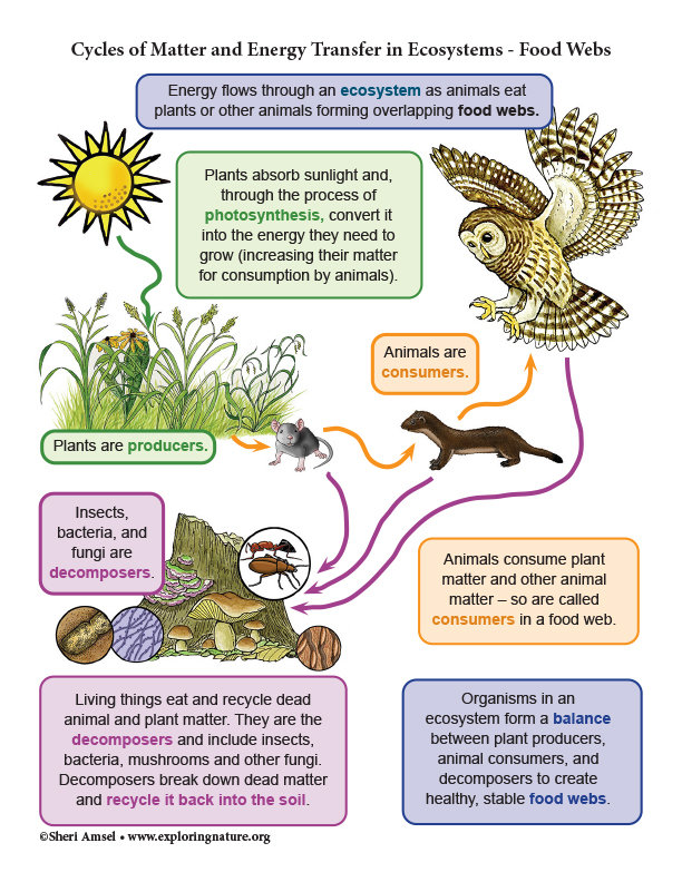 Grade 6 8 Cycles Of Matter And Energy Transfer In Ecosystems Food 