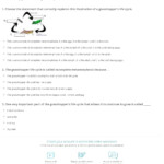 Grasshopper Life Cycle Quiz Worksheet For Kids Study