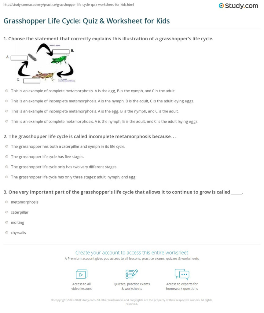 Grasshopper Life Cycle Quiz Worksheet For Kids Study