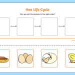 Hen Life Cycle Worksheets teacher Made