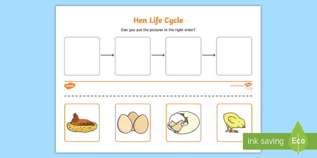 Hen Life Cycle Worksheets teacher Made