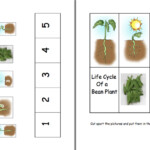 Here s A Set Of Pages On The Life Cycle Of A Bean Plant Plants Seeds