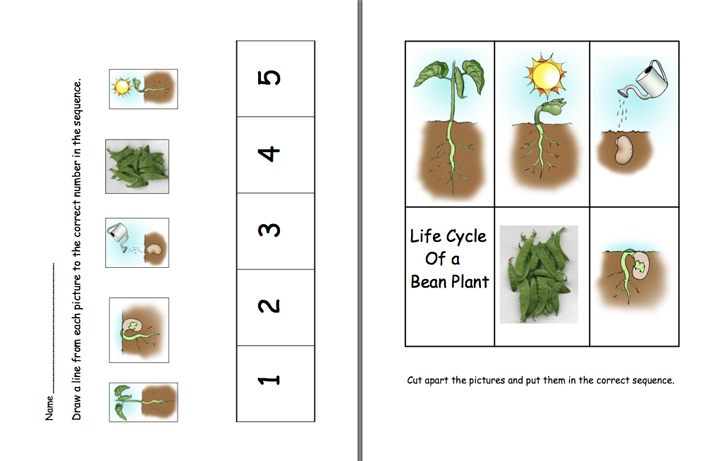 Here s A Set Of Pages On The Life Cycle Of A Bean Plant Plants Seeds 