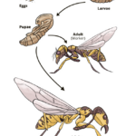 Hornet Lifecycle Google Search Life Cycles Wasp What Is Life About