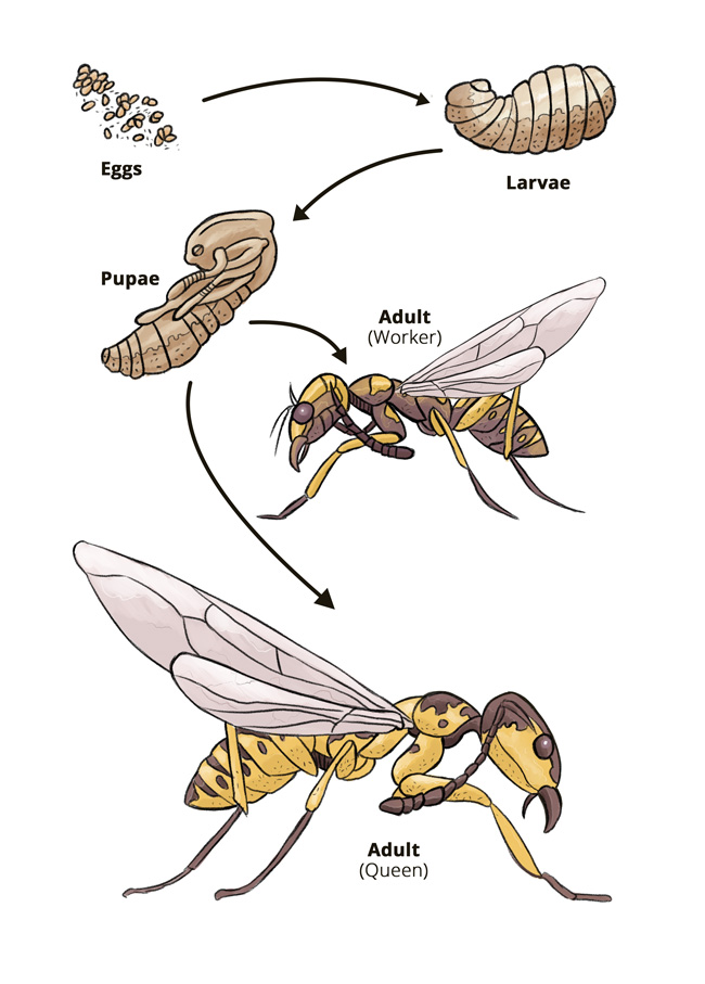 Hornet Lifecycle Google Search Life Cycles Wasp What Is Life About