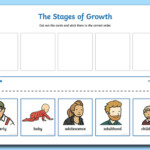 Human Cycle Cut And Stick Activity teacher Made