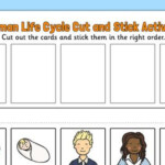 Human Life Cycle Cut And Stick Activity Human Life Cycle Life Cycles