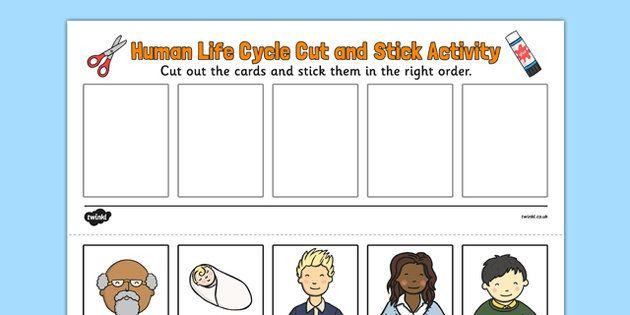 Human Life Cycle Cut And Stick Activity Human Life Cycle Life Cycles 