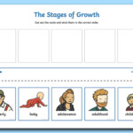 Human Life Cycle Cut And Stick Activity Human Stages Of Growth