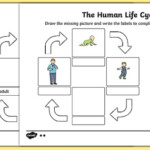 Human Life Cycle Worksheet Worksheet Worksheet