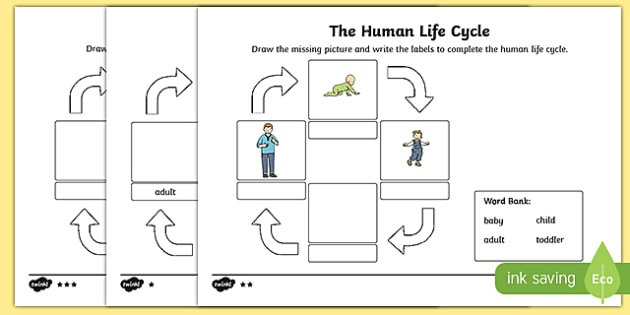 Human Life Cycle Worksheet Worksheet Worksheet