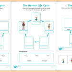 Human Life Cycle Worksheet Worksheet Worksheet