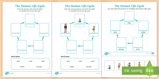 Human Life Cycle Worksheet Worksheet Worksheet