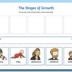 Human Stages Of Growth Cut And Paste Activity
