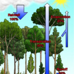 Hydrologic Processes Amazon Rainforest