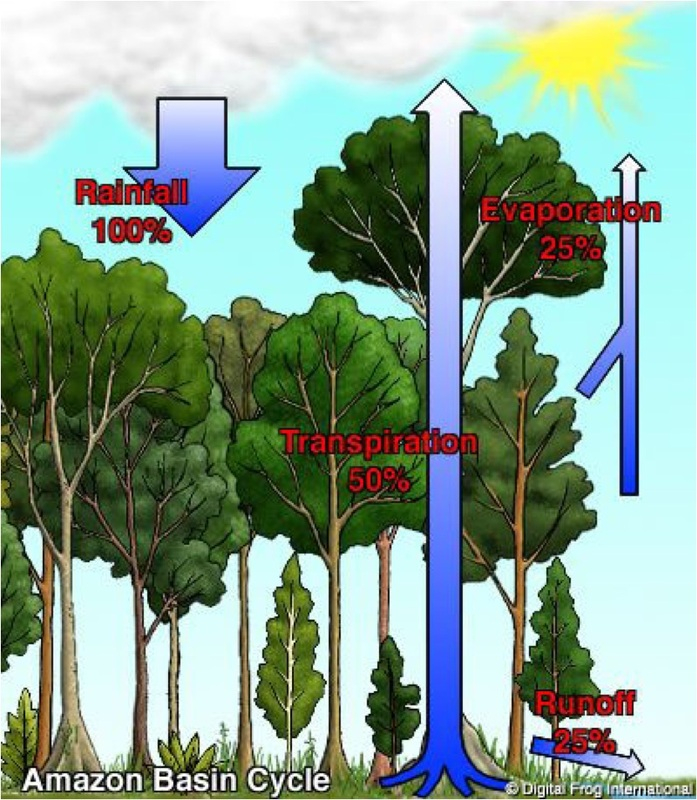 Hydrologic Processes Amazon Rainforest