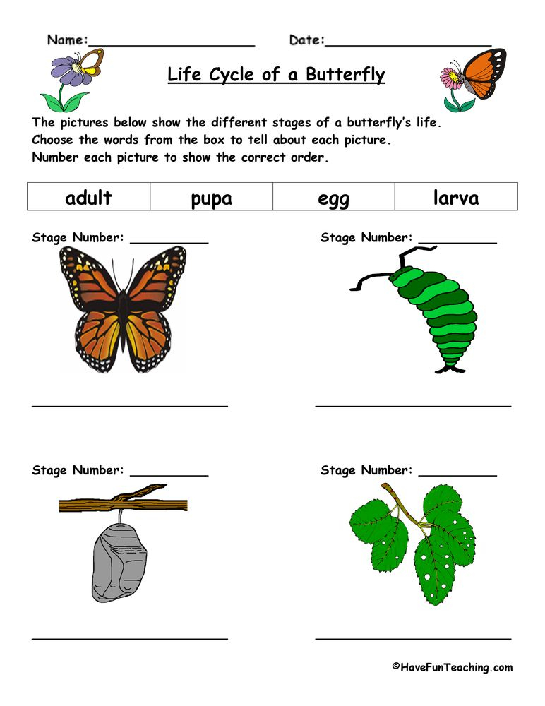 Image Result For Evs Worksheets Life Cycle Of A Butterfly Sequencing