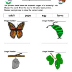 Image Result For Evs Worksheets Life Cycle Of A Butterfly Sequencing