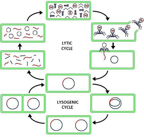 In The Lysogenic Cycle Lifeder English