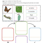 Insect Life Cycle Construct A Worksheet