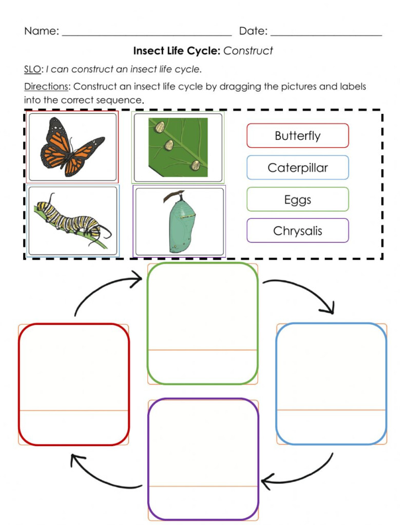 Insect Life Cycle Construct A Worksheet