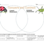 Insect Life Cycle Worksheet