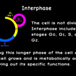 Interactive Cell Cycle