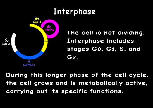 Interactive Cell Cycle