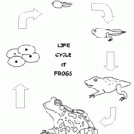 Investigating The Stages Of The Frog Life Cycle The Life Of A Frog