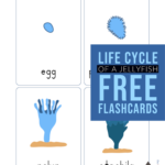 Jellyfish Life Cycle Flashcards PrimaryLearning Life Cycles Flashcards Free Homeschool