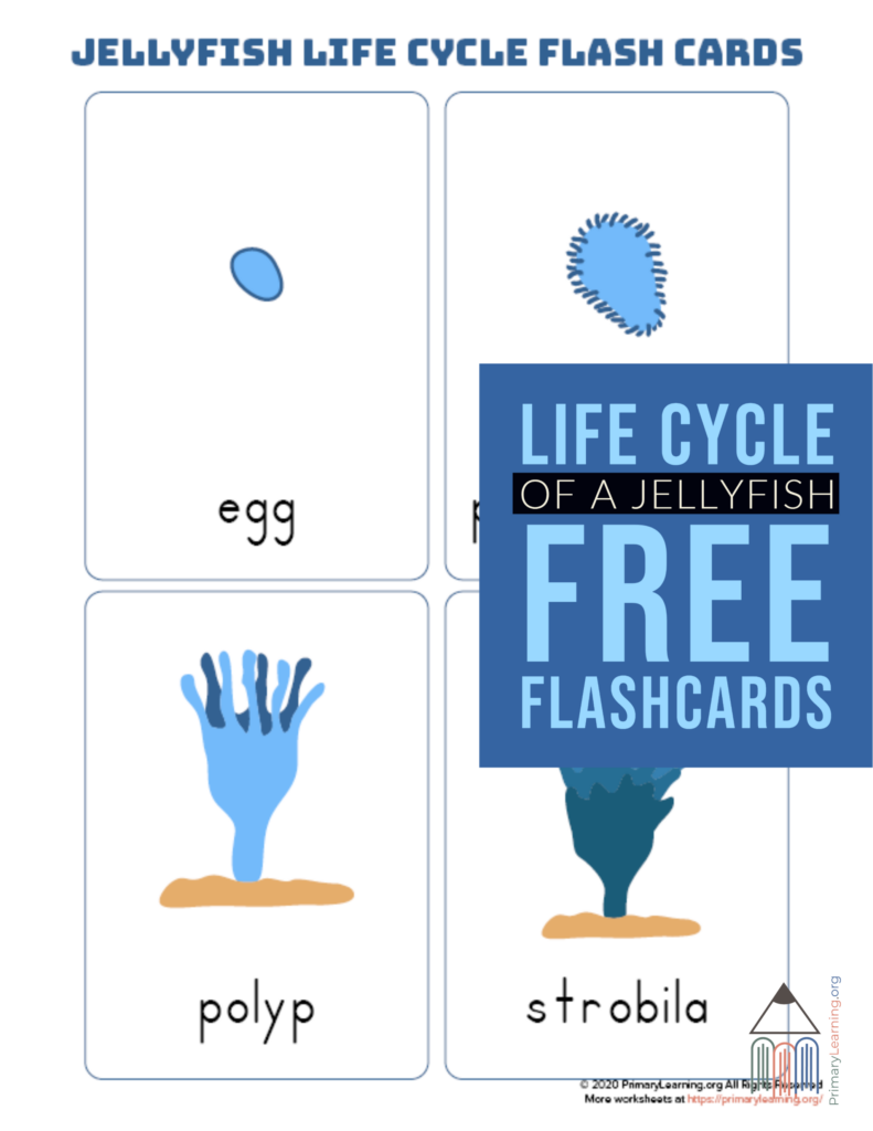 Jellyfish Life Cycle Flashcards PrimaryLearning Life Cycles Flashcards Free Homeschool 