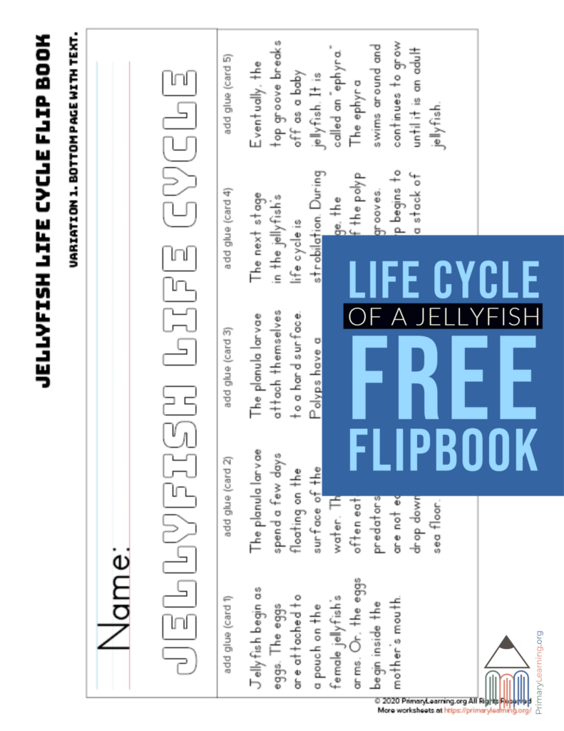 Jellyfish Life Cycle Flipbook Life Cycles Flip Book Ladybug Life Cycle