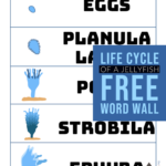 Jellyfish Life Cycle Word Wall Word Wall Writing Skills Life Cycles