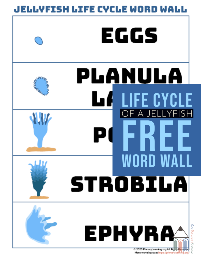 Jellyfish Life Cycle Word Wall Word Wall Writing Skills Life Cycles