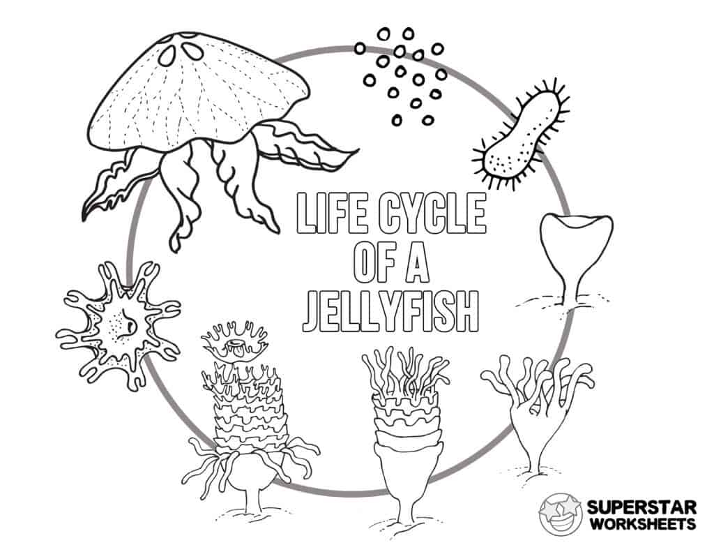 Jellyfish Worksheets Superstar Worksheets