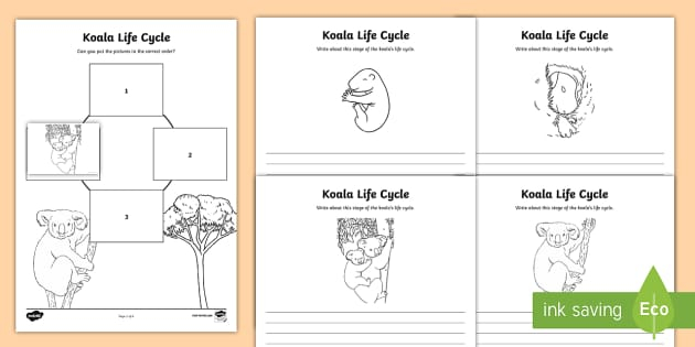 Koala Life Cycle Worksheet Activity Sheets teacher Made 