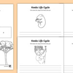 Koala Life Cycle Worksheet Activity Sheets teacher Made