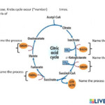 Krebs Cycle Worksheet